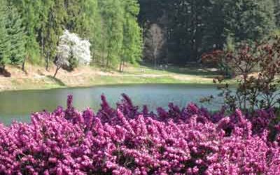 Webinar “Vendere vino e bevande alcoliche in Italia e all’estero: aspetti fiscali e doganali” – 2 luglio ore 10-12